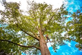 How Our Tree Care Process Works  in  Gibbon, NE