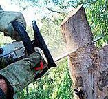 Trusted Gibbon, NE Tree Care Experts